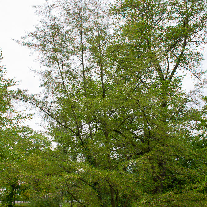 Zwarte els 'Imperialis' - Willemse