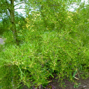 Zwarte els 'Imperialis' - Alnus glutinosa Imperialis - Willemse