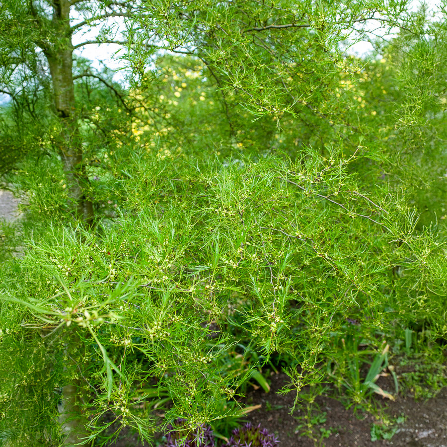 Zwarte els 'Imperialis' - Alnus glutinosa Imperialis - Willemse