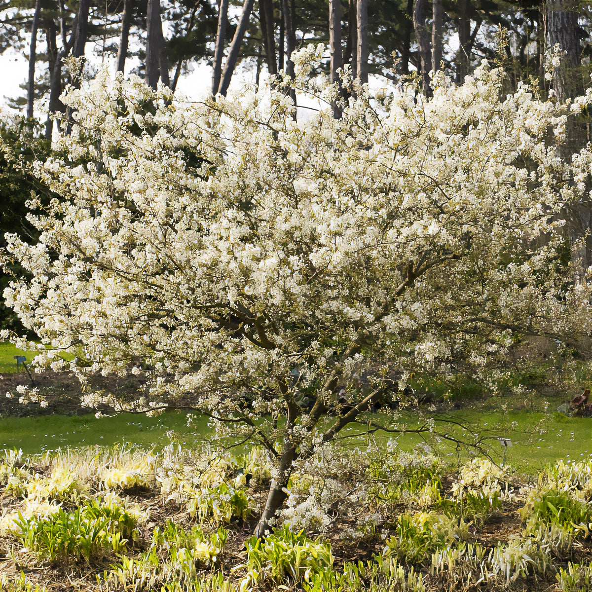 Drents krentenboompje - Amelanchier laevis - Willemse