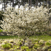 Drents krentenboompje - Amelanchier laevis - Willemse