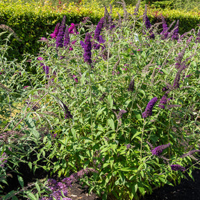 Vlinderstruik 'Black Knight' - Willemse