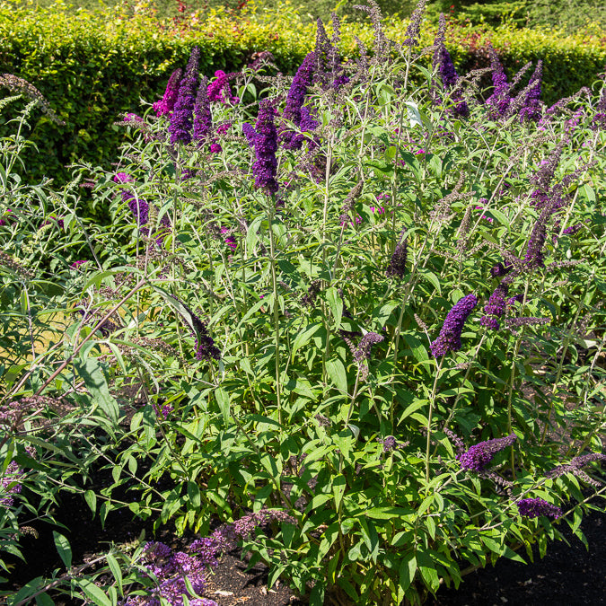 Vlinderstruik 'Black Knight' - Willemse