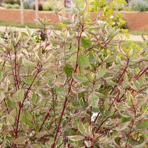 Witte Kornoelje Miracle® - Willemse