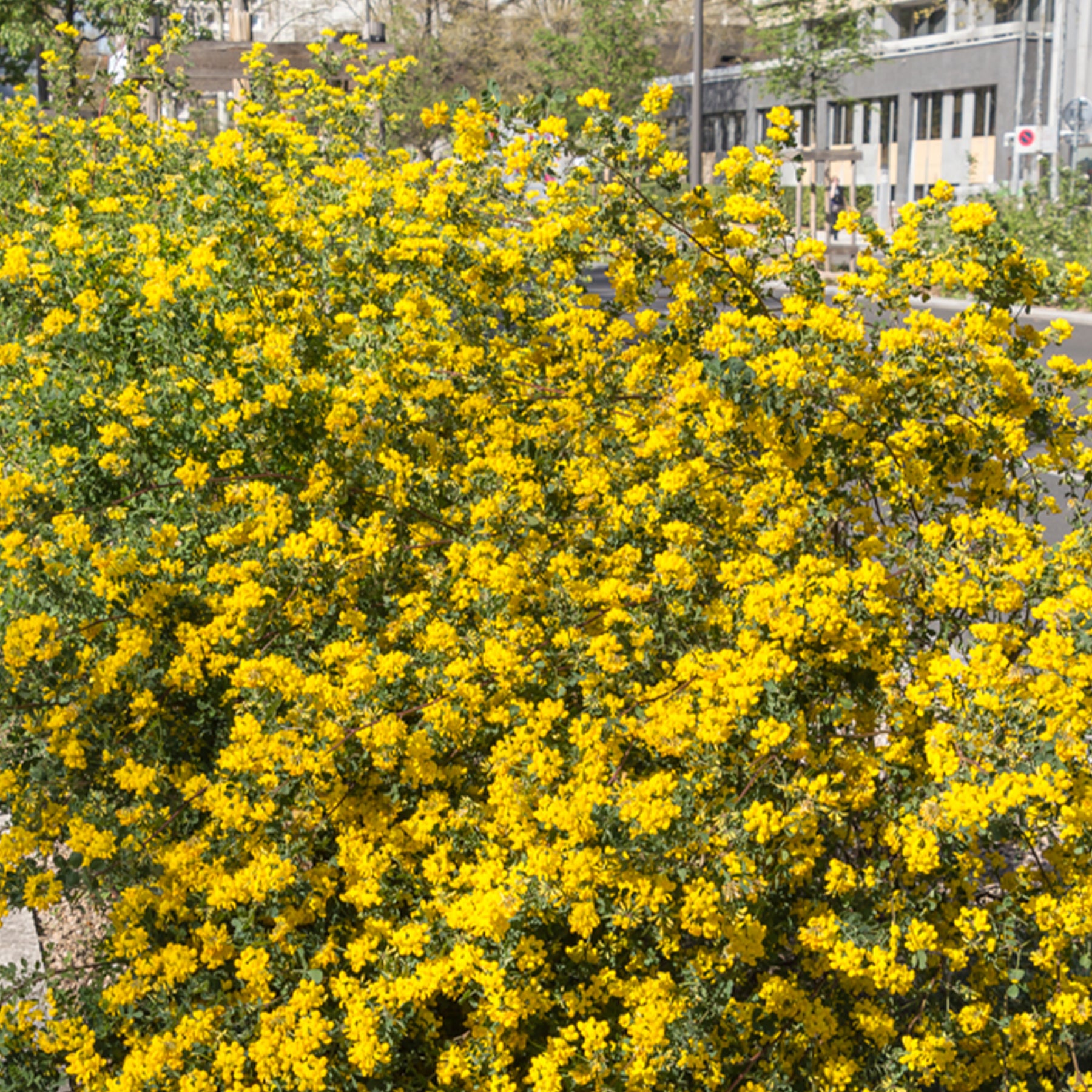 Coronilla valentina glauca - Kroonkruid - Bloeiende heesters