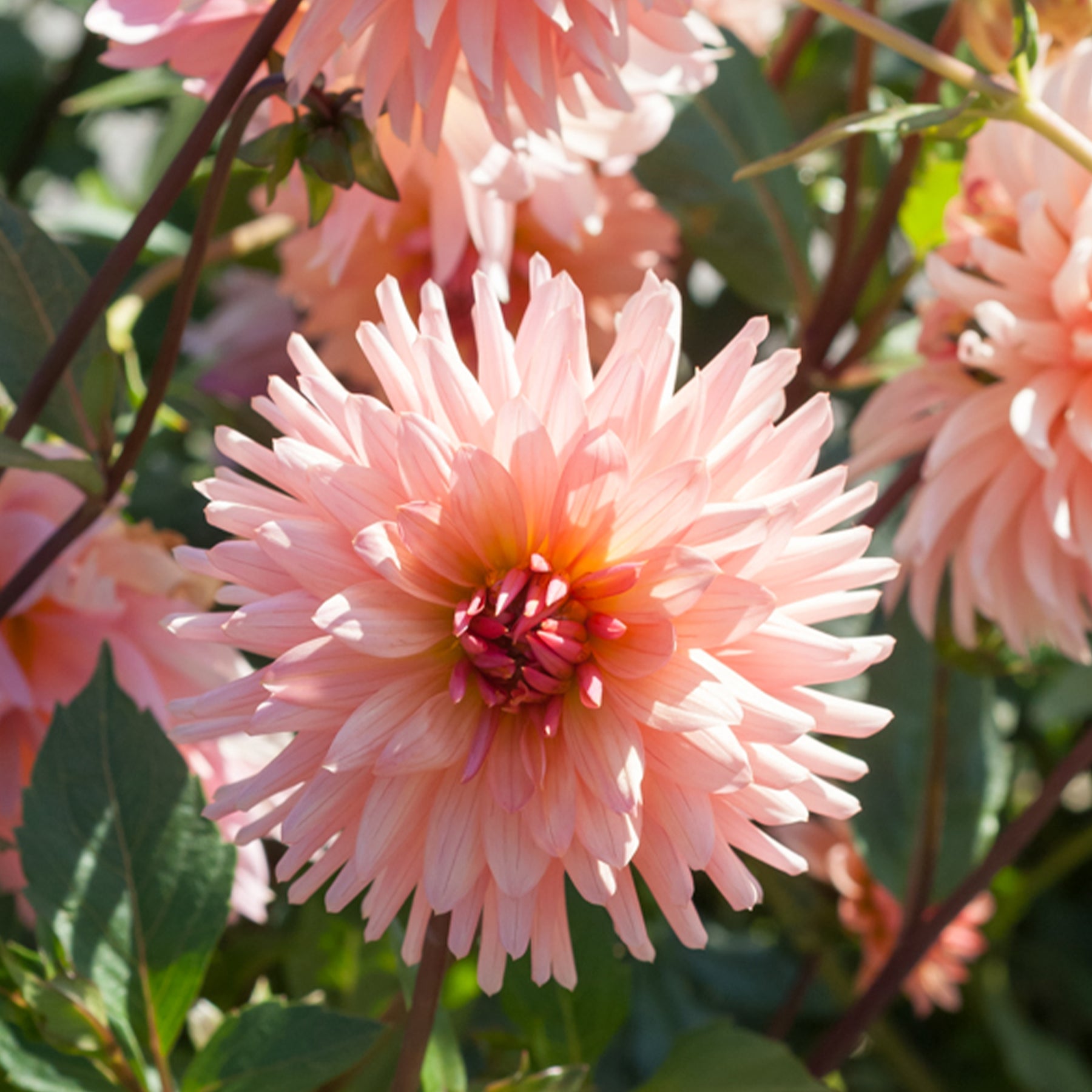 Cactus Dahlia Préférence - Willemse