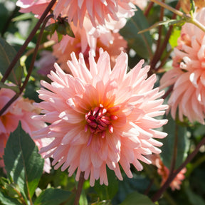 Cactus Dahlia Préférence - Willemse