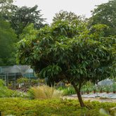 Verkoop Japanse wolmispel - Eriobotrya japonica