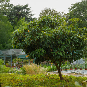 Verkoop Japanse wolmispel - Eriobotrya japonica