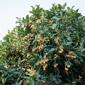 Mespilus - Mispel - Japanse wolmispel - Eriobotrya japonica