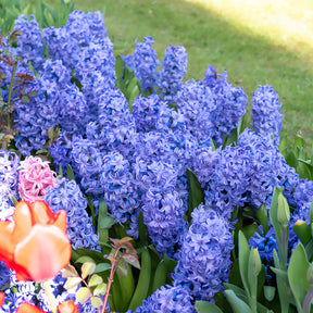 Hyacint Delft Blue - Hyacinthus orientalis Delft Blue - Willemse