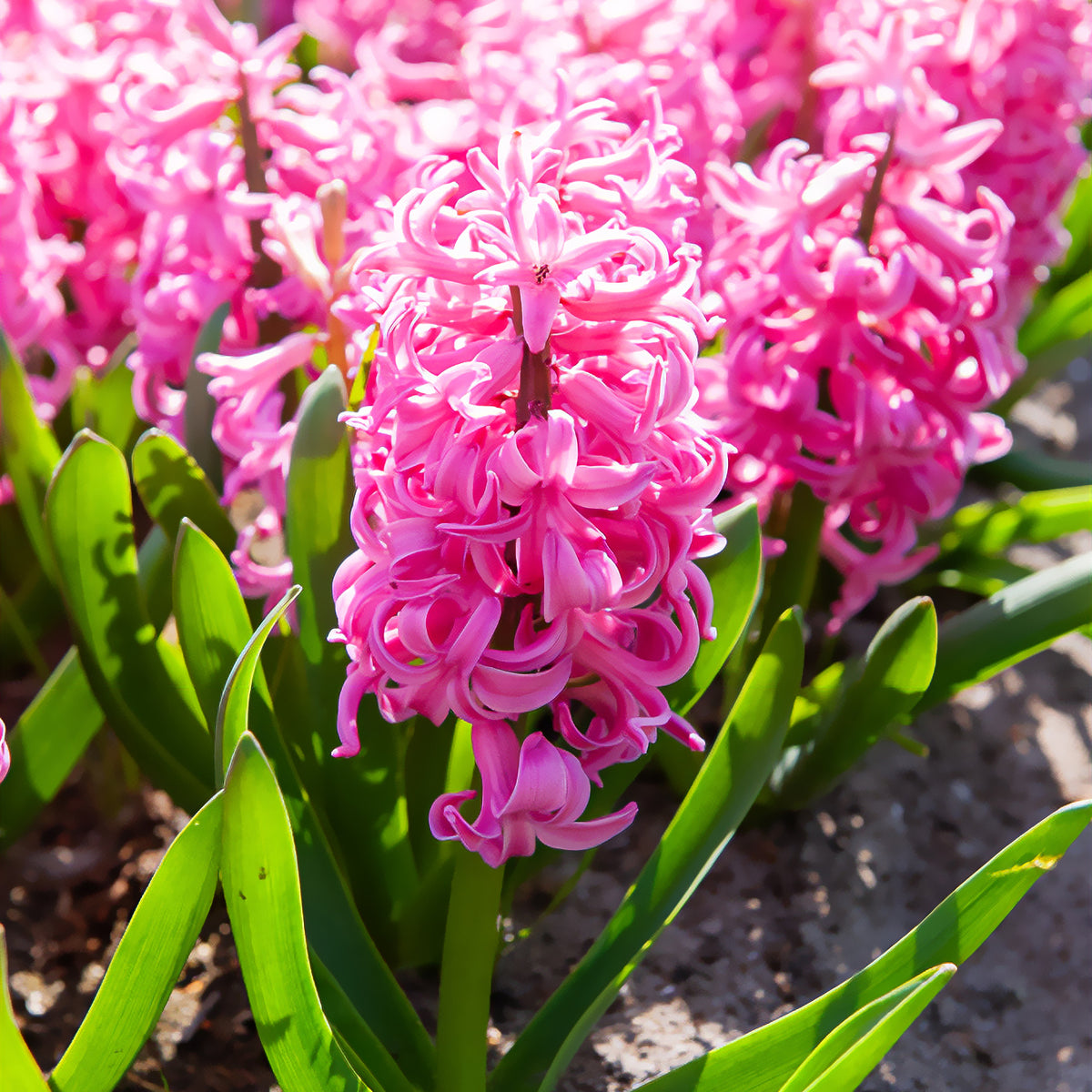 Hyacint Pink Pearl - Hyacinthus orientalis Pink Pearl - Willemse