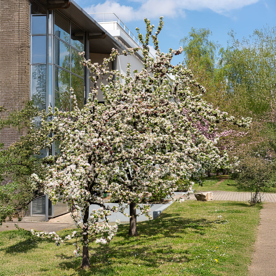 Sierappel 'Golden Hornet' - Malus Golden Hornet - Willemse