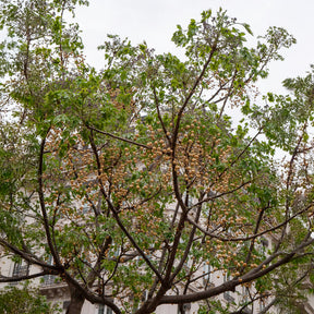 Verkoop Melia azedarach / Kralenboom