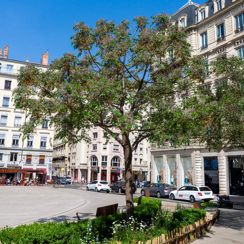 Melia azedarach / Kralenboom - Willemse