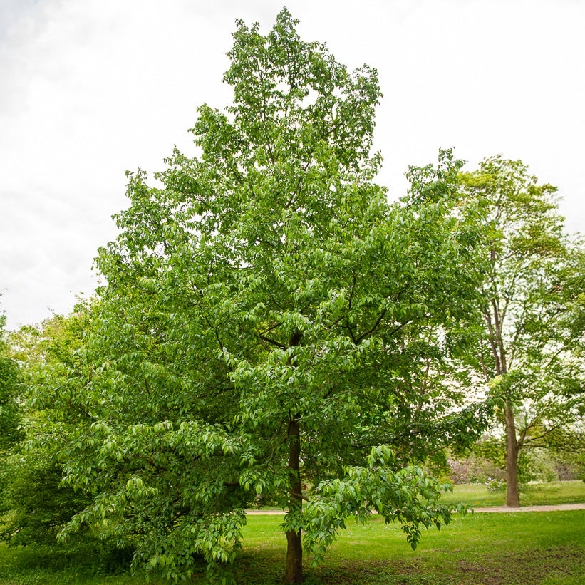 Europese hopbeuk - Willemse