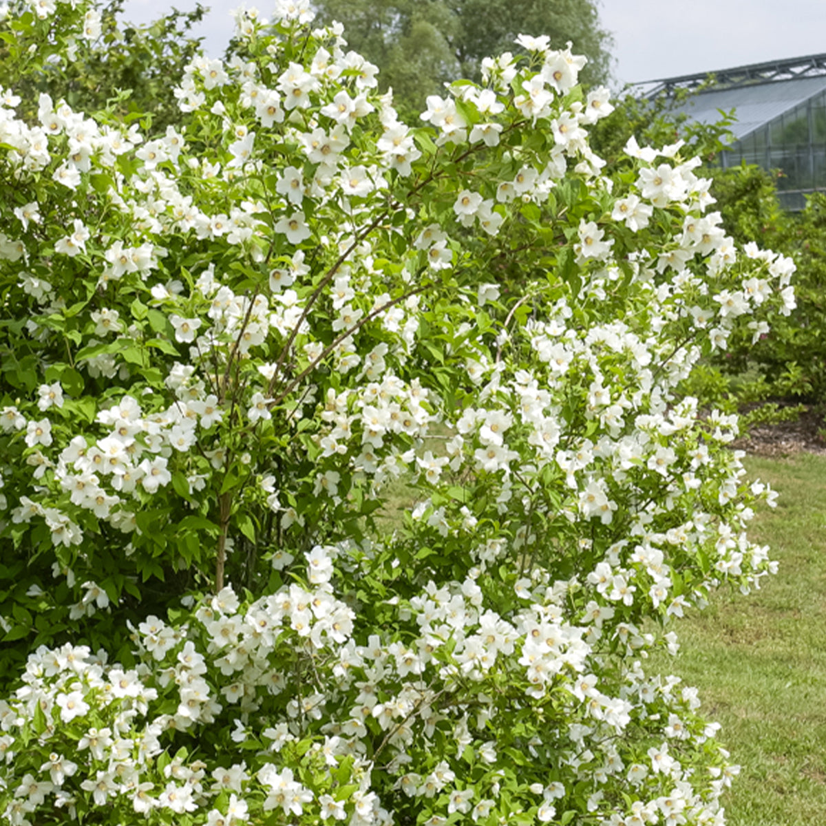 Philadelphus Belle Etoile - Boerenjasmijn 'Belle Etoile' - Philadelphus - Boerenjasmijn