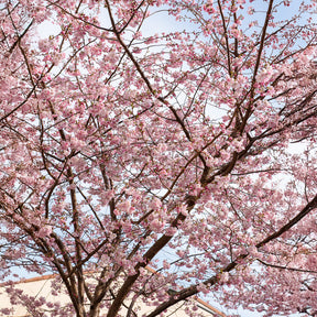 Prunus Accolade - Japanse sierkers 'Accolade' - Japanse kersenbloesem - Prunus