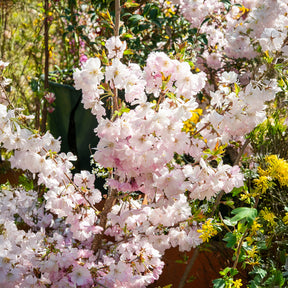 Japanse sierkers 'Accolade' - Prunus Accolade - Willemse