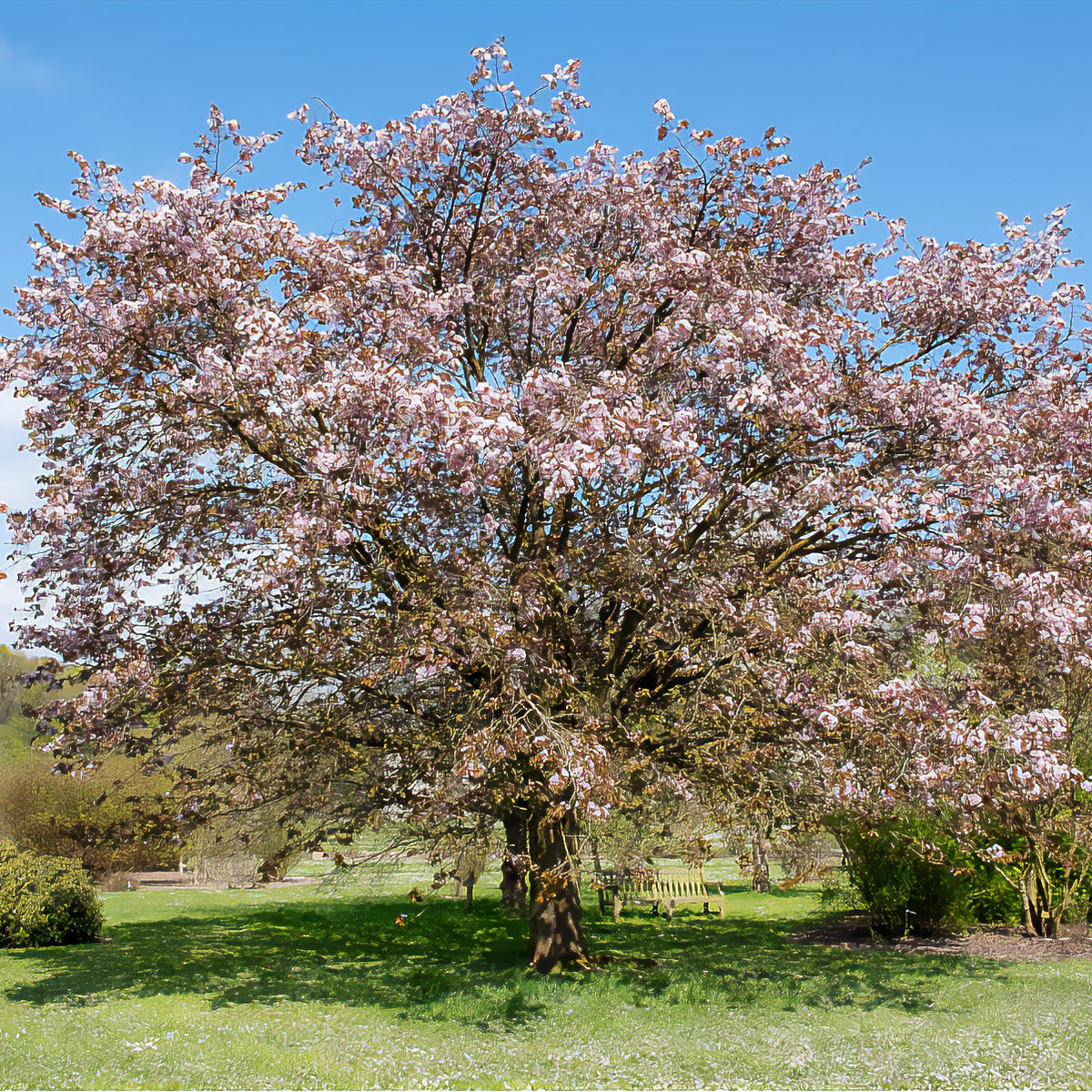 Prunus sargentii - Sargentkers - Japanse kersenbloesem - Prunus