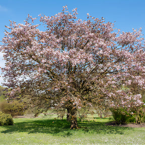 Prunus sargentii - Sargentkers - Japanse kersenbloesem - Prunus