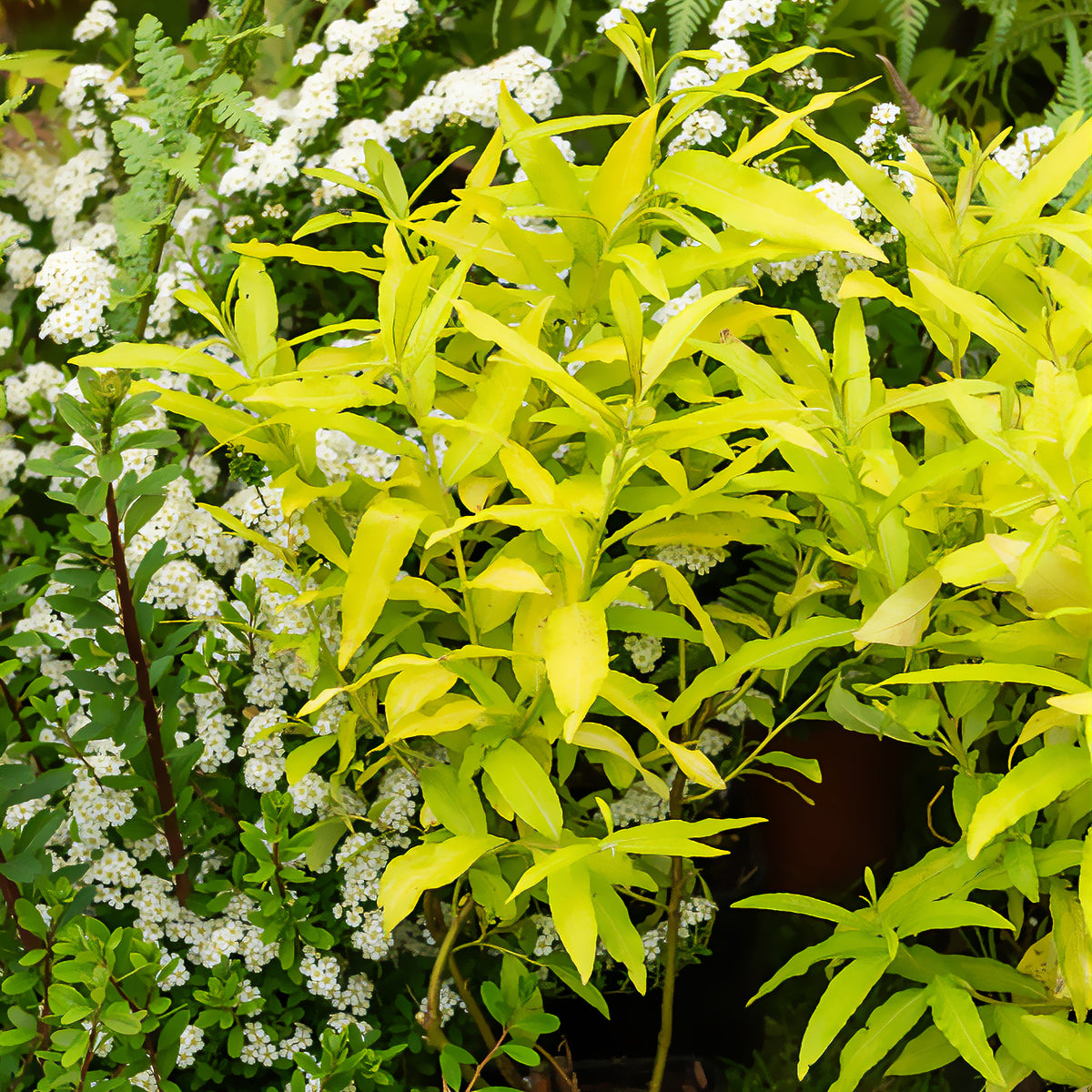 Wilg / Salix sachalinensis 'Golden Sunshine' - Willemse