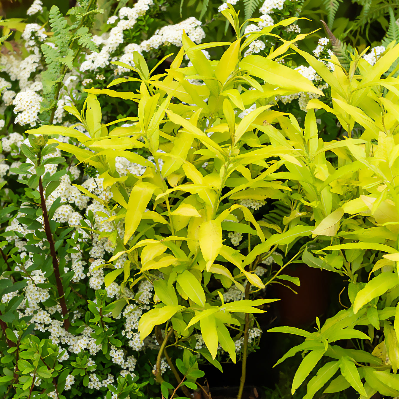 Wilg / Salix sachalinensis 'Golden Sunshine' - Willemse
