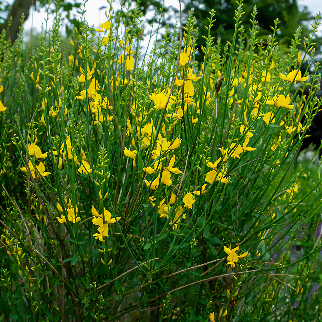 Spaanse Brem - Willemse