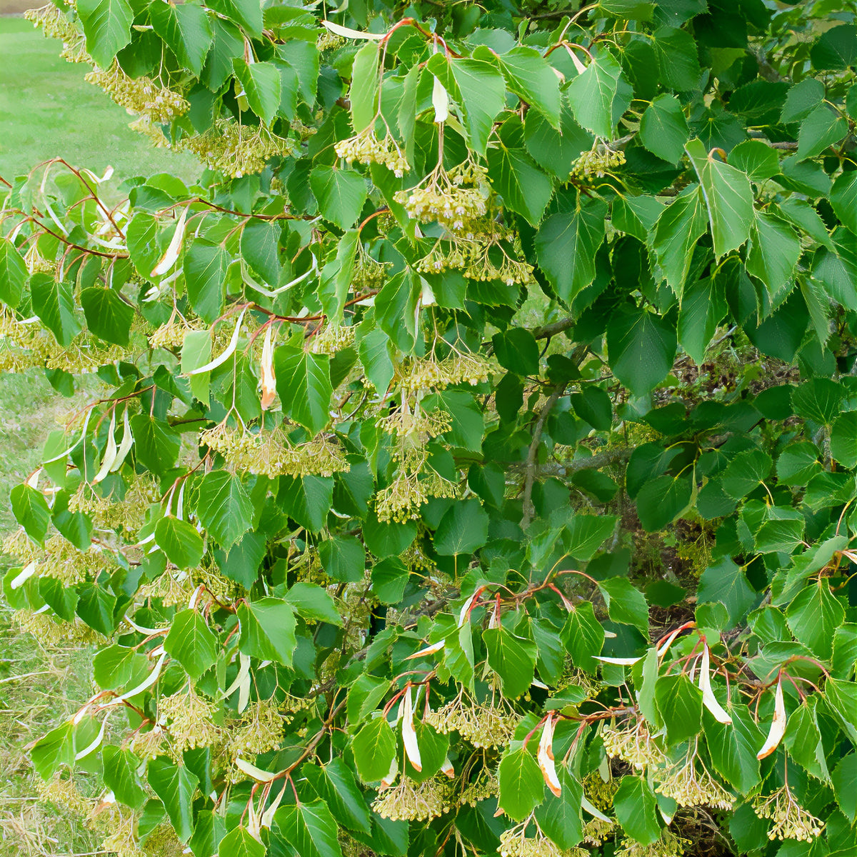 Gewimperde linde - Tilia henryana - Willemse