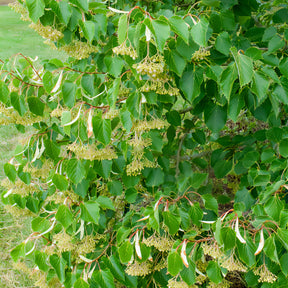 Gewimperde linde - Tilia henryana - Willemse