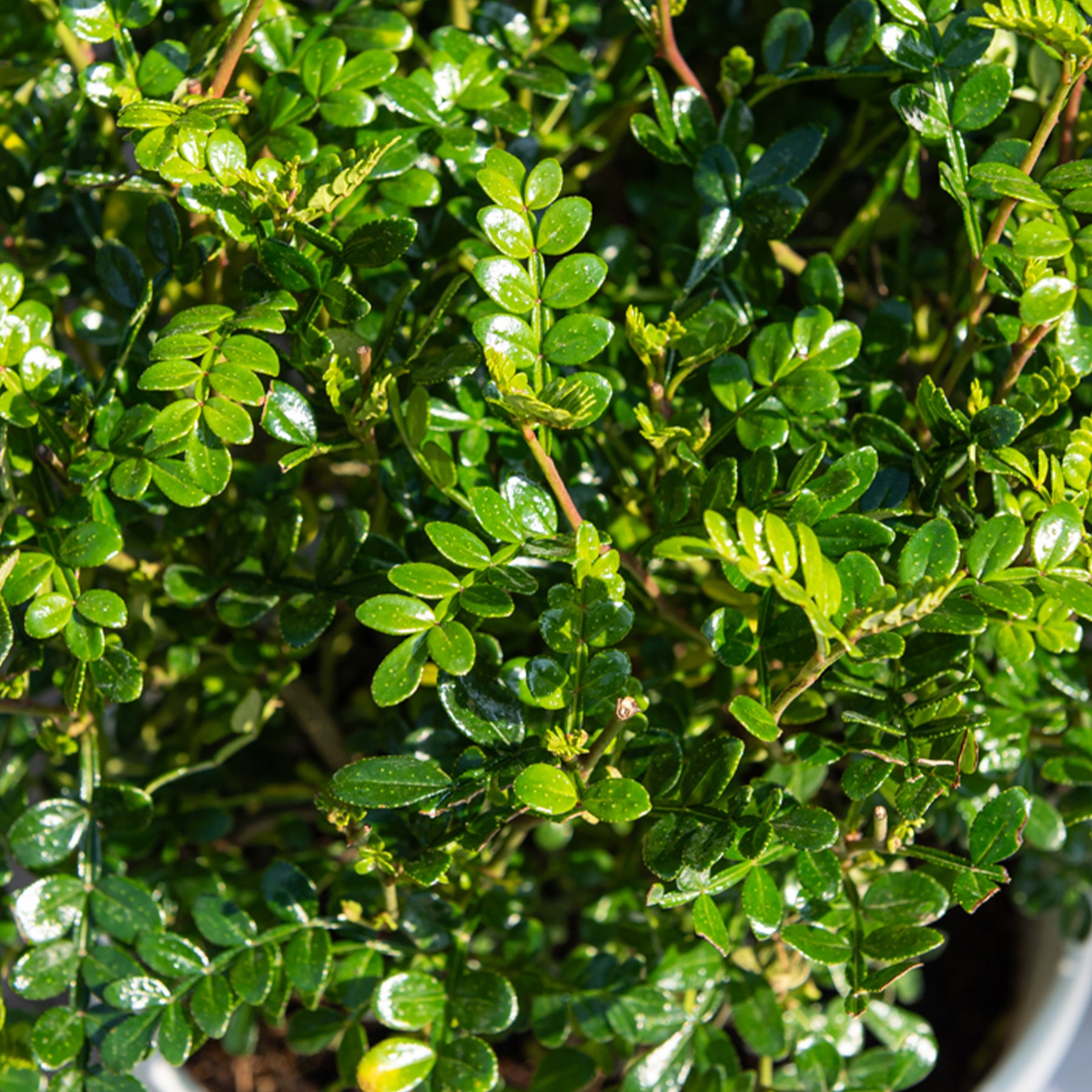 Japanse peperboom - Willemse