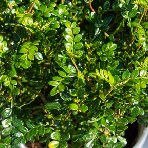 Japanse peperboom - Willemse