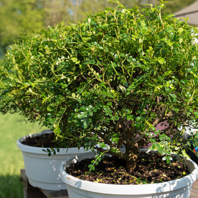 Zanthoxylum piperitum - Japanse peperboom - Exotische fruit