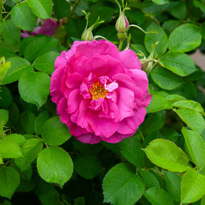 Struikroos Rosa 'Wild Edric' - Rosa Wild Edric - Willemse