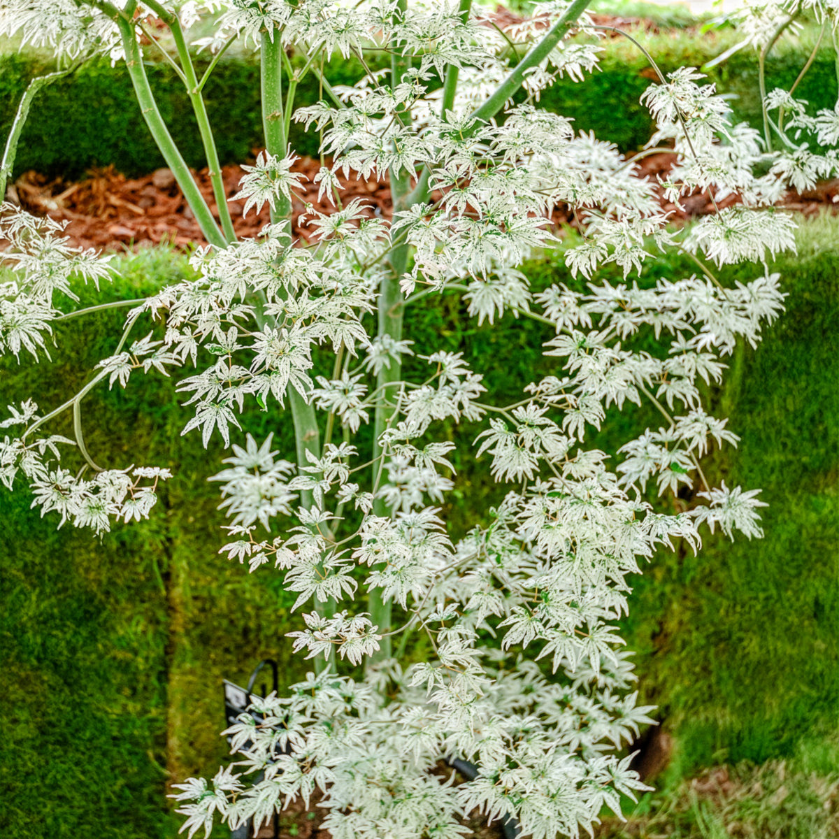 Acer palmatum 'Ukigumo'  - Japanse esdoorn Ukigumo - Japanse esdoorn