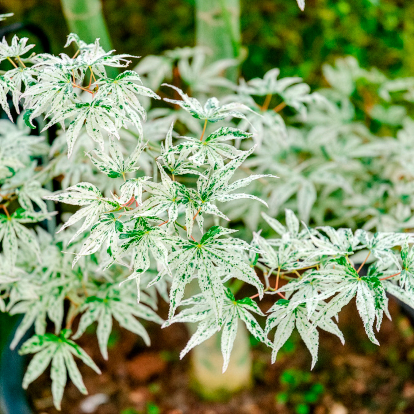 Japanse esdoorn Ukigumo - Acer palmatum 'Ukigumo'  - Willemse