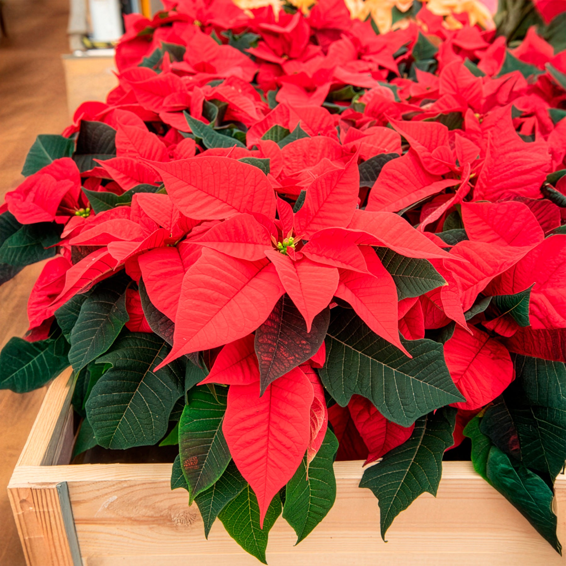 Verkoop Rode kerstster - Euphorbia pulcherrima red