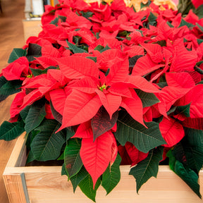 Verkoop Rode kerstster - Euphorbia pulcherrima red
