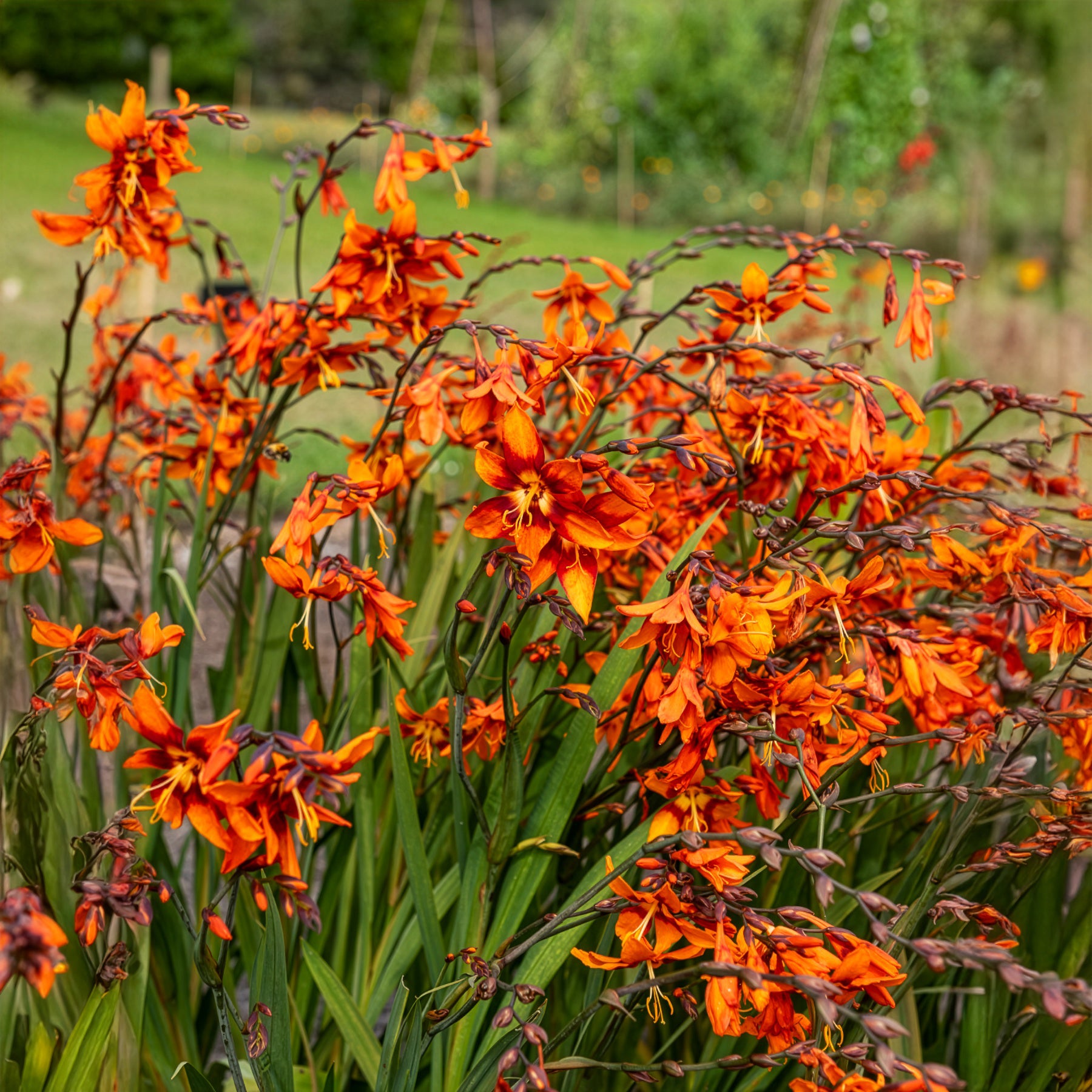 Crocosmia 'Emily McKenzie' - Willemse