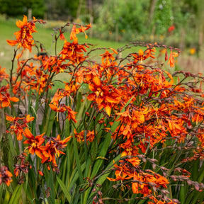 Crocosmia 'Emily McKenzie' - Willemse