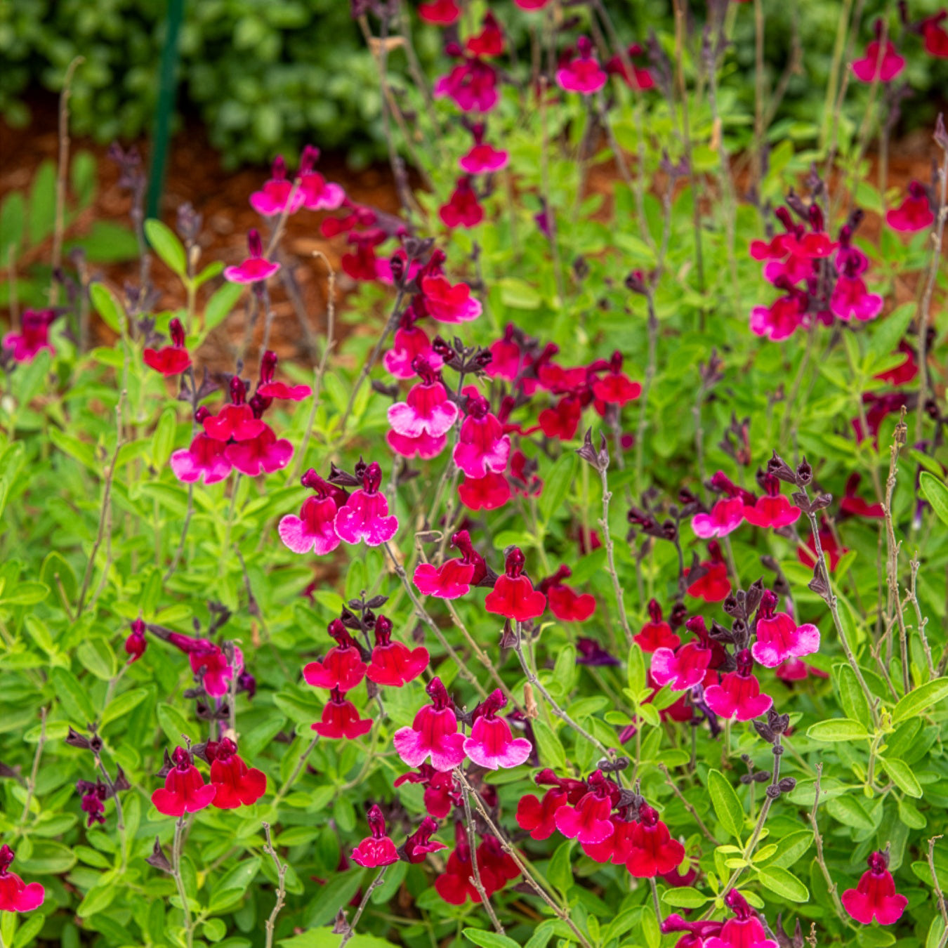 Salie Magical® Zambesi Kolmazam - Willemse