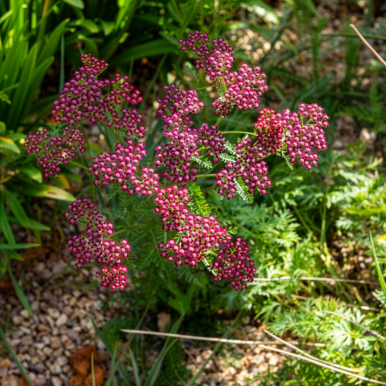 Achillea millefolium Cassis - Duizendblad Cassis - Duizendblad