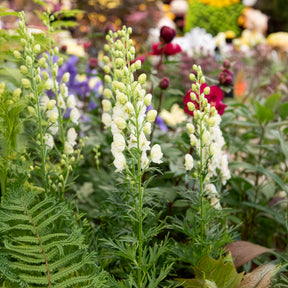 Monnikskap - Willemse