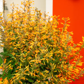 Dropplant Kudos Mandarin - Agastache Kudos Mandarin - Willemse
