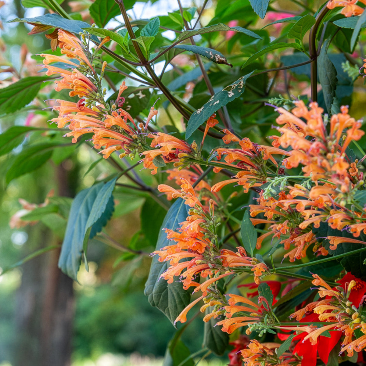 Dropplant Kudos Mandarin - Willemse