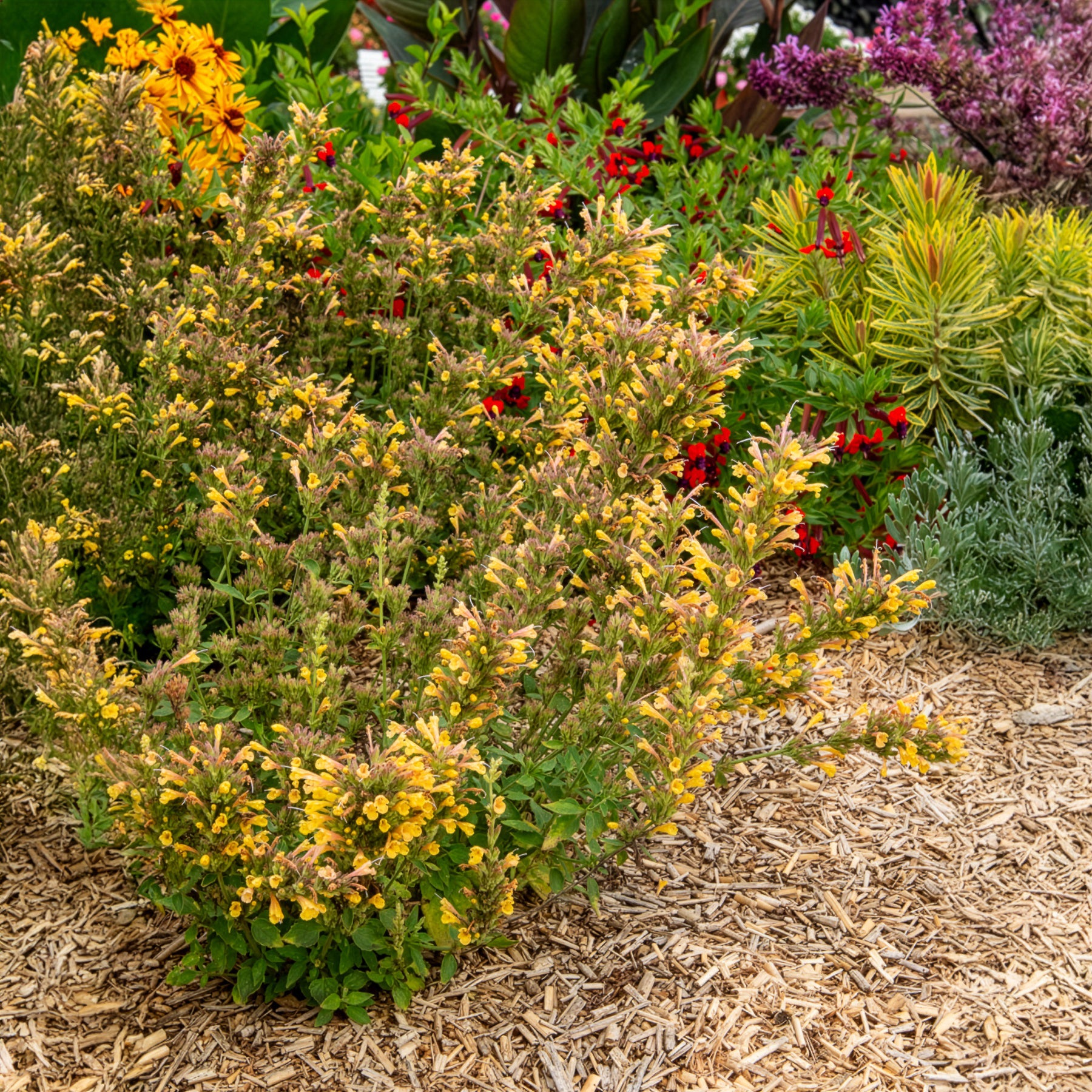 Dropplant Kudos Yellow - Willemse