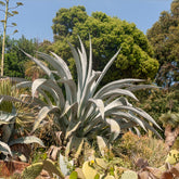 Agave Americana / Eeuwplant - Agave americana - Willemse
