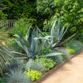 Agave Americana / Eeuwplant - Agave americana - Willemse
