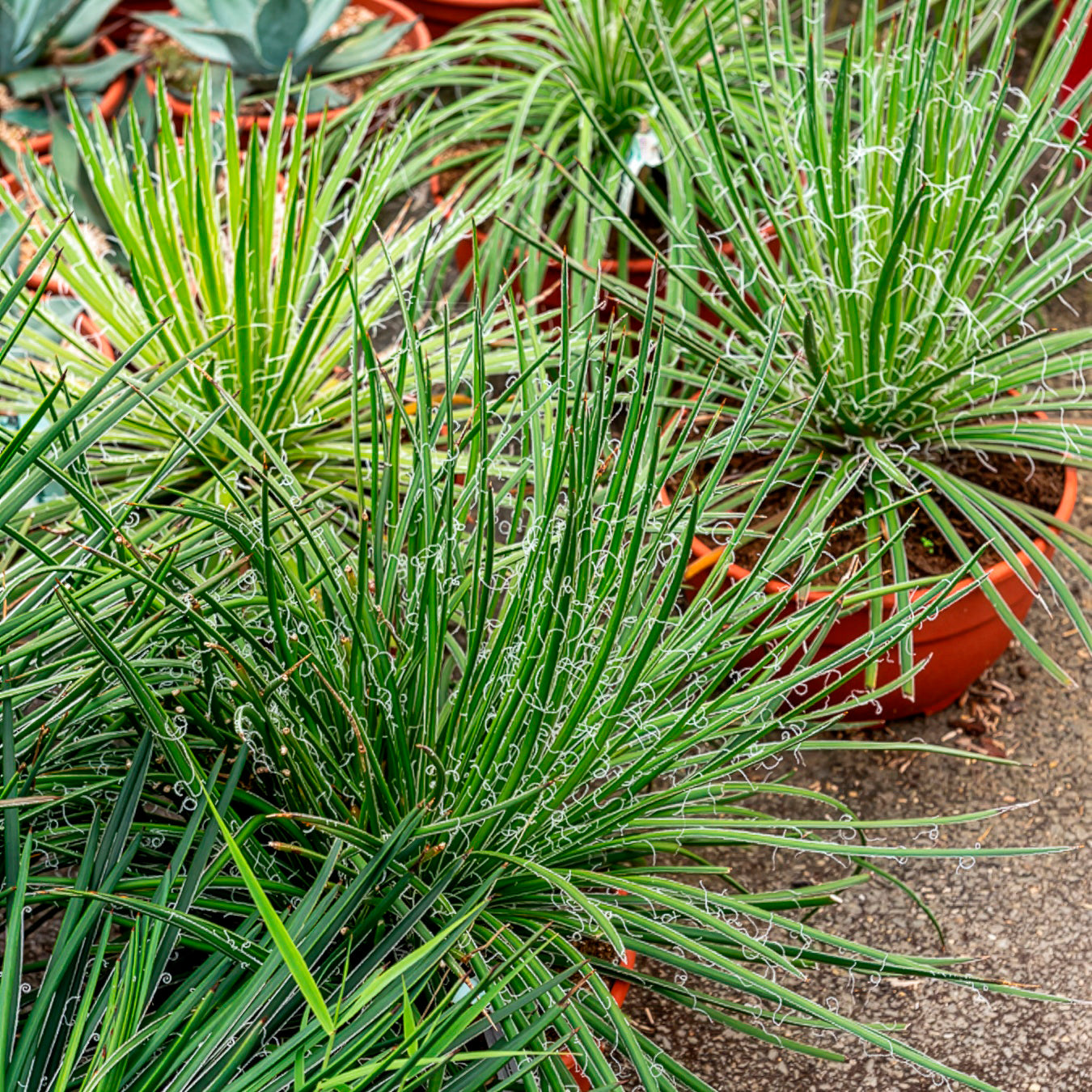 Agave Geminiflora - Willemse