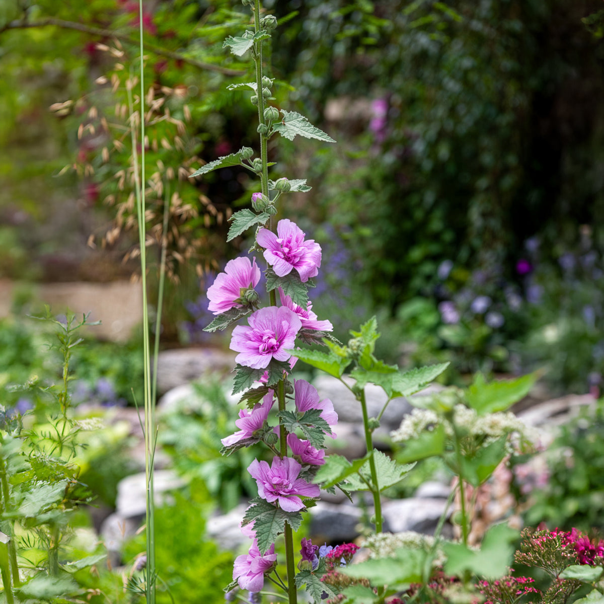 Alcalthaea Parkrondell - Willemse